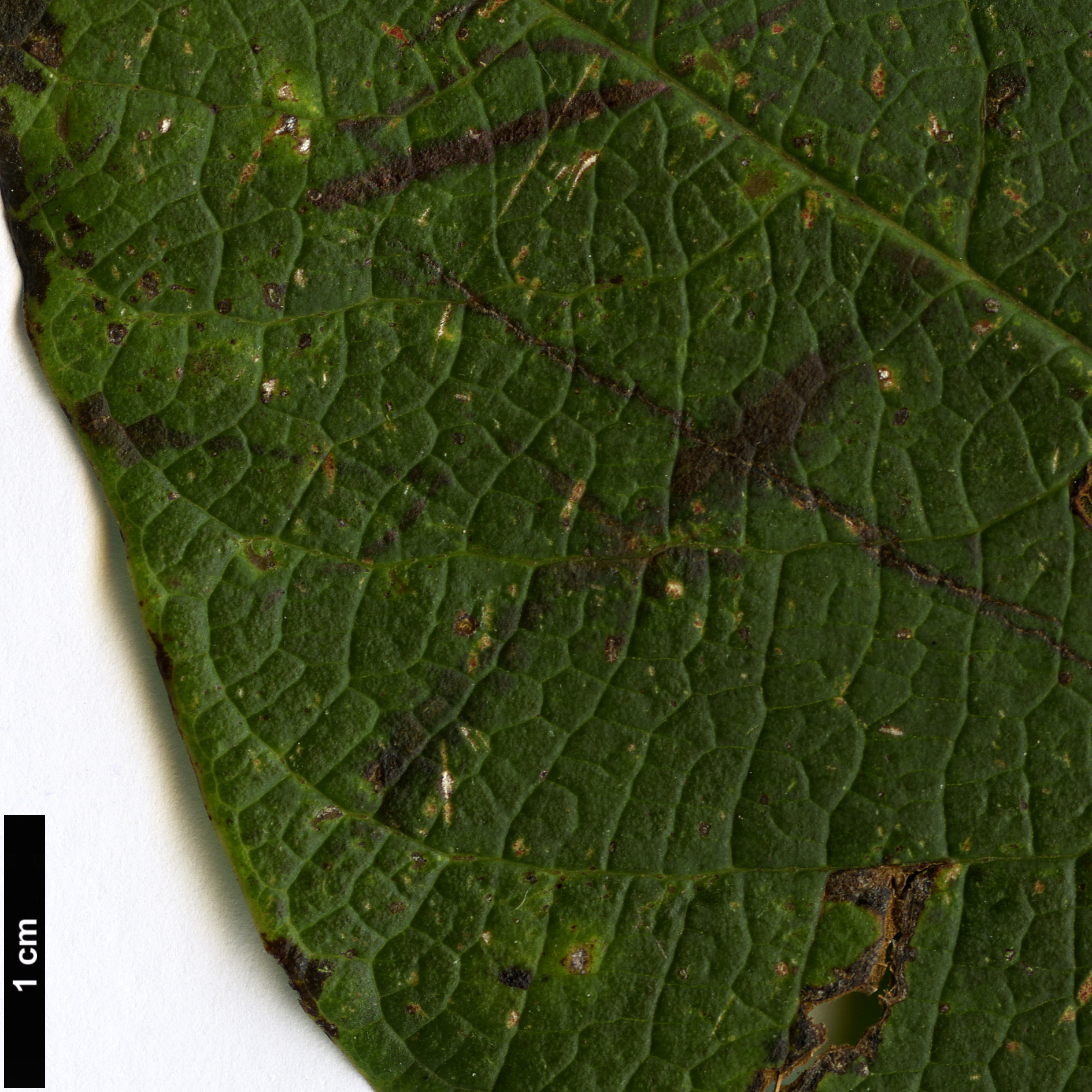 High resolution image: Family: Rosaceae - Genus: Pleiosorbus - Taxon: wardii